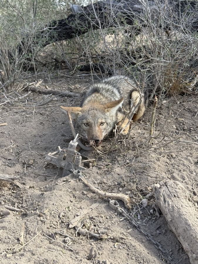Coyote crouched in brush beside a trap set