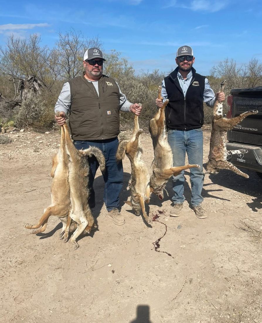 Two men holding coyotes and a bobcat taken in one day