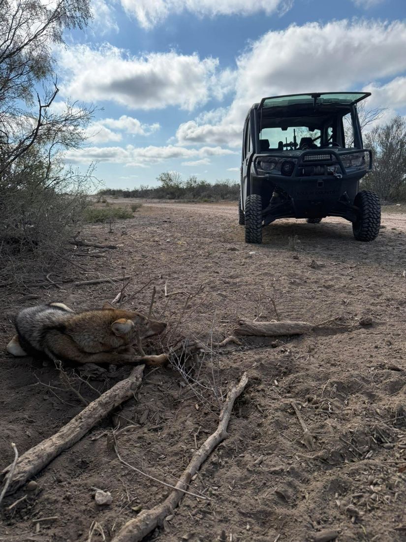 Coyote caught in a trap set beside a ranch road, utility vehicle behind